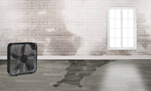 Best Flood restoration services  in Three Points, AZ